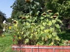 Schulgarten