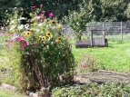 Schulgarten