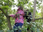 Oben im Baum