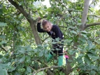 Oben im Baum