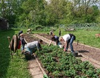 Gartenarbeit im Schulgarten