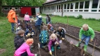 Kartoffeln legen