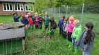 Der Kiribaum bekommt Wasser