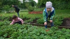 Wir pflücken Erdbeeren