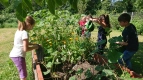 Raben gießen das Hochbeet mit Erbsen und Sonnenblumen