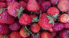 Erdbeeren direkt vom Feld