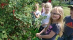Schmetterlinge pflücken Johannisbeeren