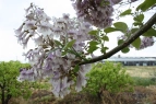 Blüte des Kiribaums in der Zukunft
